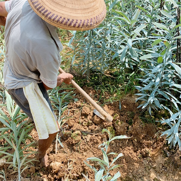 龍牙百合 龍牙百合