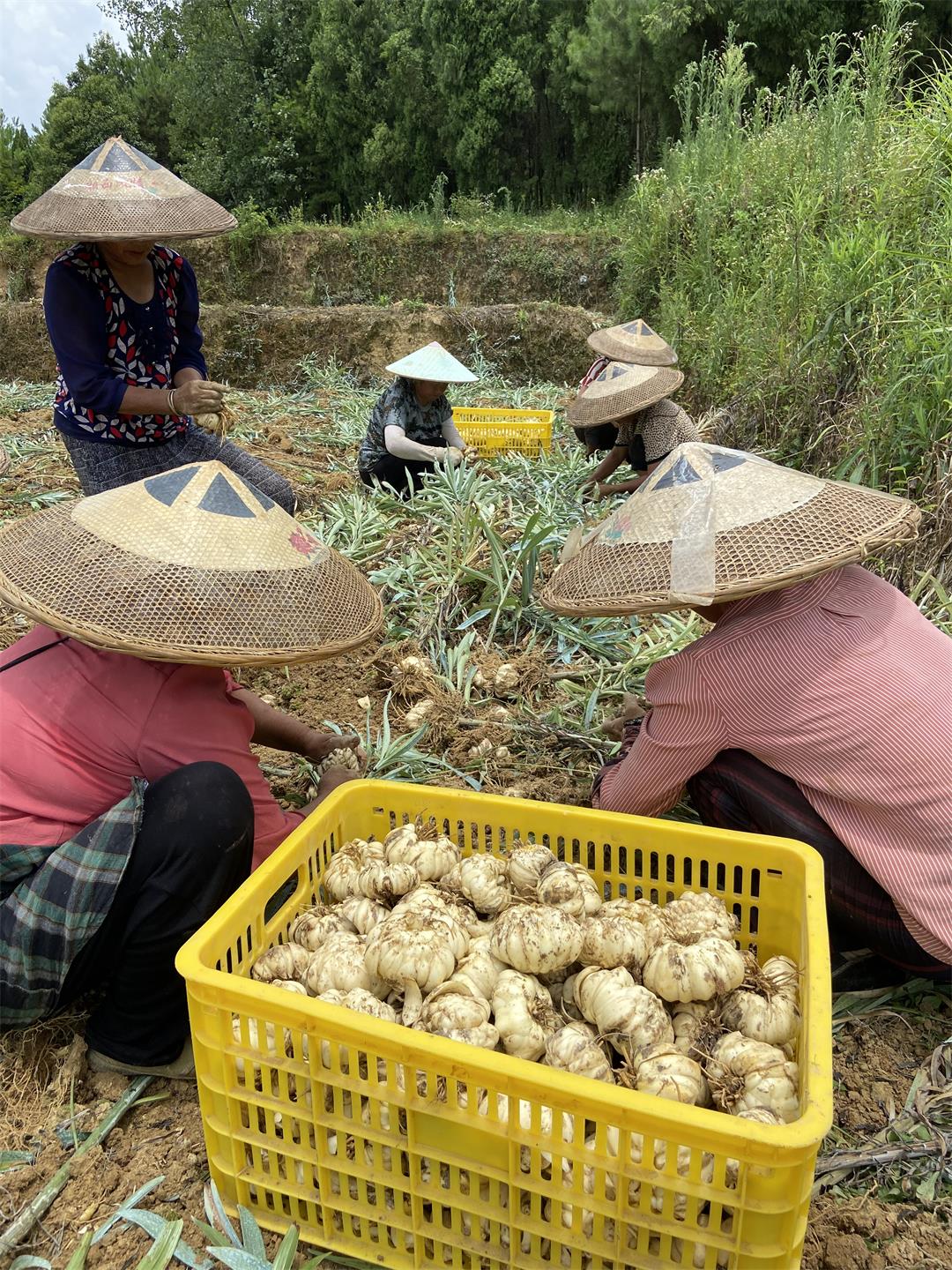 新鮮百合 新鮮百合