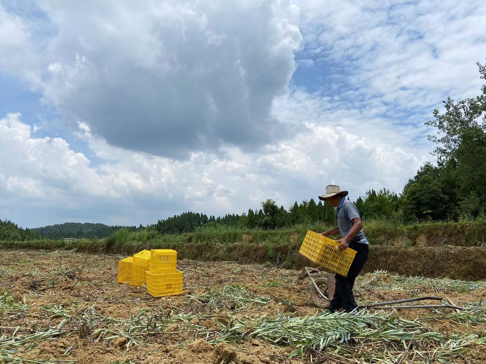 新鮮百合 新鮮百合