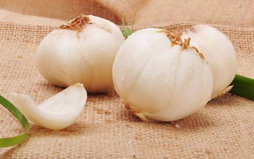 龍牙百合價格 龍牙百合價格